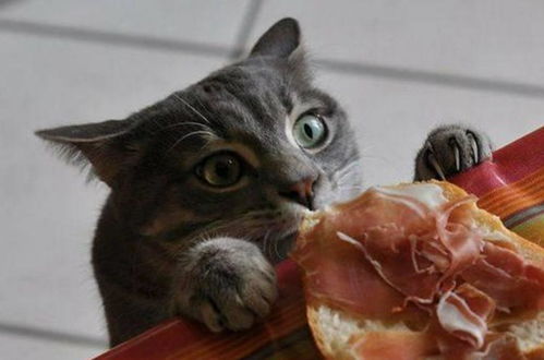 爆笑猫咪偷吃搞怪合集,小吃货猫咪全身的每一个细胞都在大喊,谁都不阻止朕吃