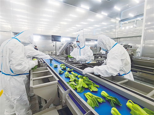 打造国内首批现代化净菜加工样板生产基地 探访永登甘味安全净菜超级工厂